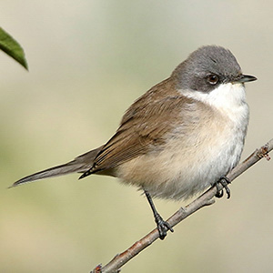 Lesser Whitethroat